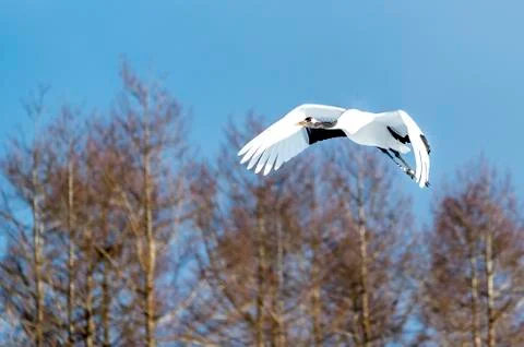 The Red-crowned Crane Stock Photos