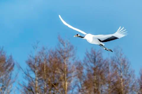 The Red-crowned Crane Stock Photos