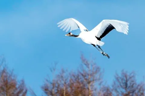 The Red-crowned Crane Stock Photos