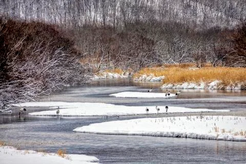 The Red-crowned Crane Stock Photos