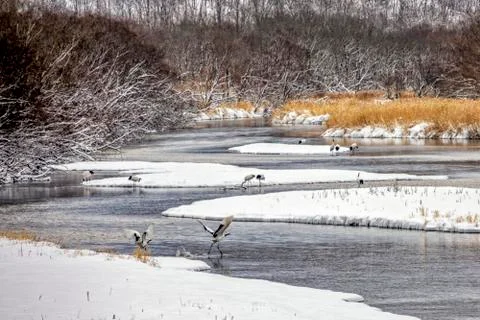 The Red-crowned Crane Stock Photos