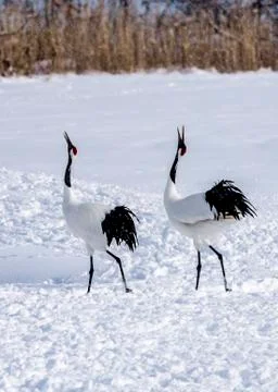 The Red-crowned Crane Stock Photos