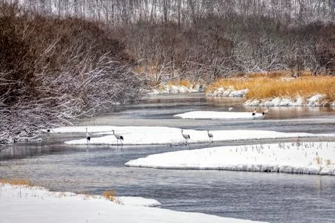 The Red-crowned Crane Stock Photos