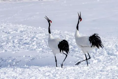 The Red-crowned Crane Stock Photos