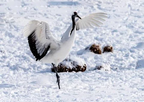 The Red-crowned Crane Stock Photos
