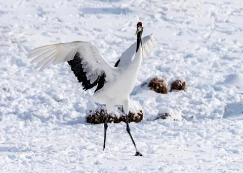 The Red-crowned Crane Stock Photos
