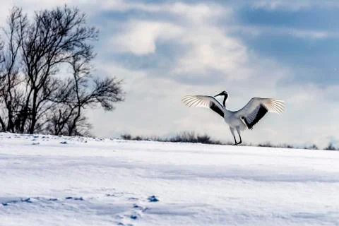 The Red-crowned Crane Stock Photos
