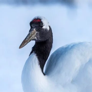 The Red-crowned Crane Stock Photos