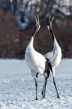 The Red-crowned Crane Stock Photos
