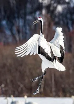 The Red-crowned Crane Stock Photos