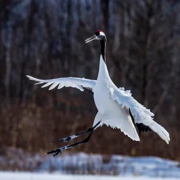 The Red-crowned Crane Stock Photos