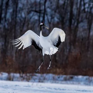 The Red-crowned Crane Stock Photos