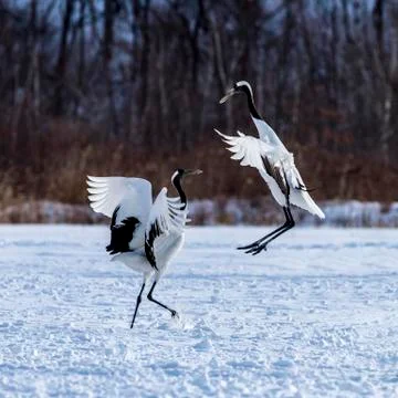 The Red-crowned Crane Stock Photos