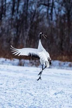 The Red-crowned Crane Stock Photos