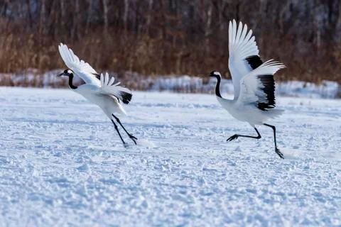 The Red-crowned Crane Stock Photos