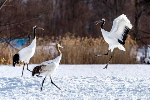 The Red-crowned Crane Stock Photos