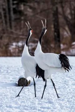 The Red-crowned Crane Stock Photos