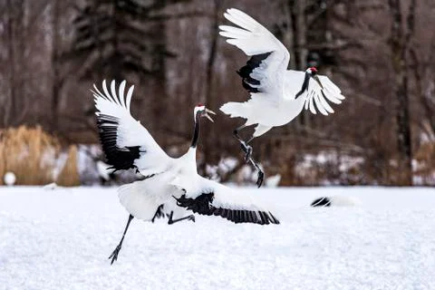 The Red-crowned Crane Stock Photos