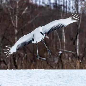 The Red-crowned Crane Stock Photos