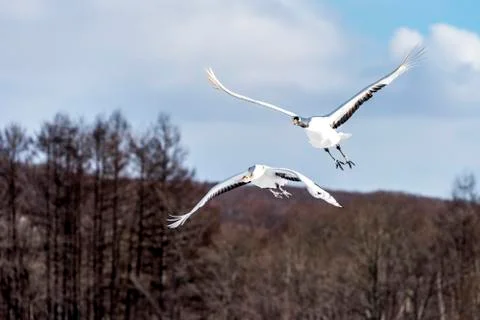 The Red-crowned Crane Stock Photos