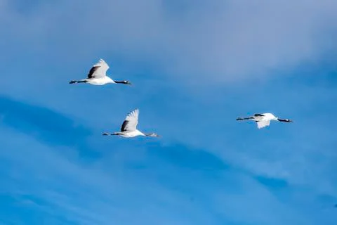 The Red-crowned Crane Stock Photos
