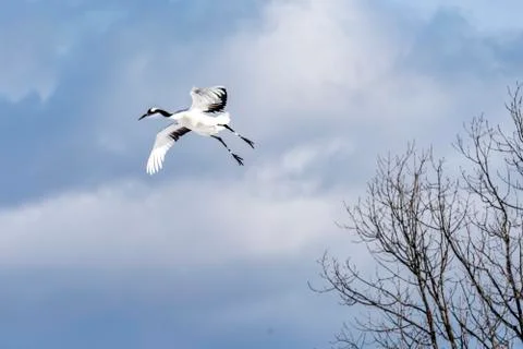 The Red-crowned Crane Stock Photos