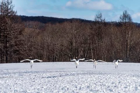 The Red-crowned Crane Stock Photos