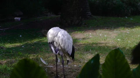 Red Crowned Crane preening its feathers. Video stock 289794936