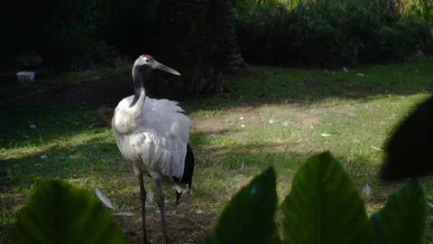 Red Crowned Crane preening its feathers. Video stock 289794973