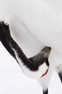 Red-crowned Crane Preening Stock Photos