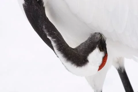 Red-crowned Crane Preening Stock Photos