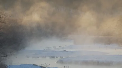 Red-crowned crane roosting place in the morning mist Stock Footage 320515160