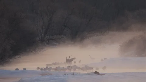 Red-crowned crane roosting place in the morning mist Stock Footage 320515767