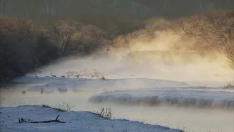 Red-Crowned Crane Roosting Place In The Morning Mist Stock Footage 320611090