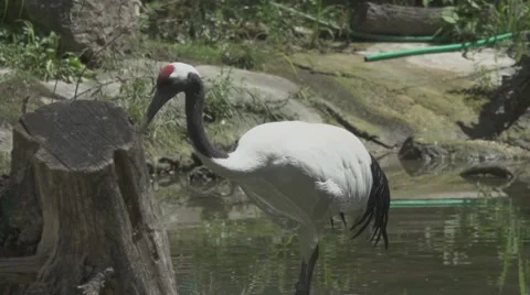 Red Crowned Crane, Slow Motion Stock Footage 65838989