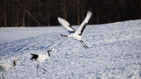 Red-crowned crane take off (slow motion) Stock Footage 316758302