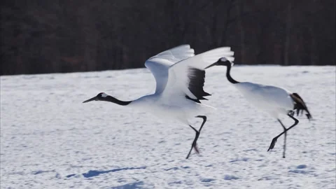 Red-crowned crane taking flight (slow motion) Stock Footage 320514477