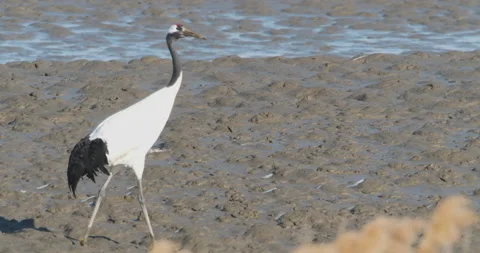 A red crowned crane walking in the mud Video stock 230560634