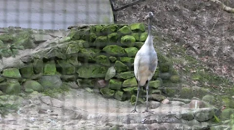Red crowned crane in zoo Stock Footage 48754489