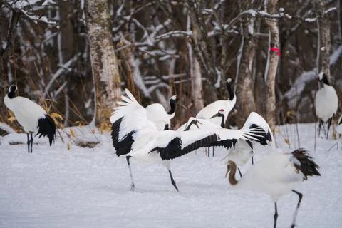 Red-crowned cranes dance lightly. Others are playing in the snow. Stock Photos