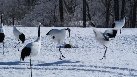 Red Crowned Cranes Dancing in Snow 4k Telephoto Shot Stock Footage 338265526