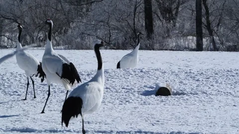 Red Crowned Cranes Dancing in Snow Hokkaido Japan 4k Telephoto Lens Stock Footage 338265542