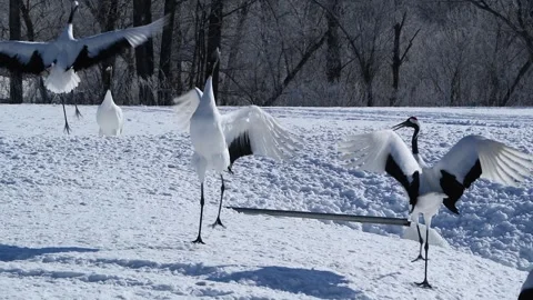 Red Crowned Cranes Dancing in Snow Covered Hokkaido Winter Landscape Stock Footage 338265594