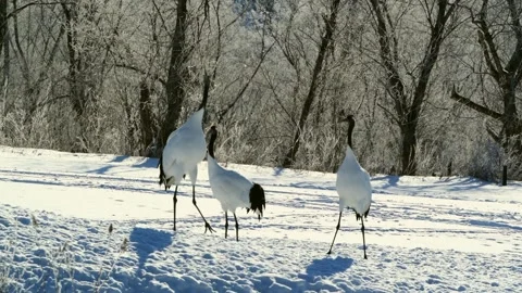 Red-Crowned Cranes Dancing in Snowy Hokkaido Landscape Stock Footage 291623684