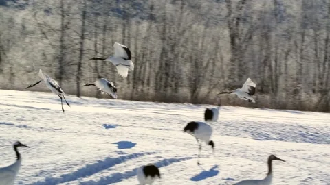 Red-Crowned Cranes Dancing in Snowy Hokkaido Landscape 스톡 동영상 297533608