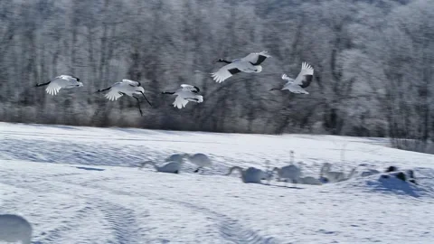 Red-Crowned Cranes Dancing in Snowy Hokkaido Landscape Stock-Footage 311235094