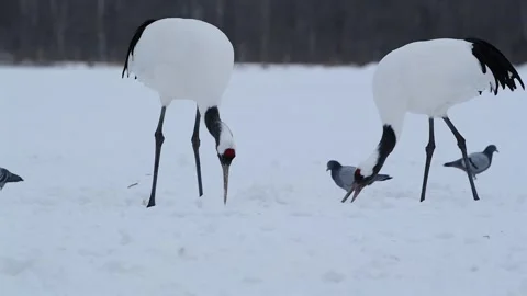 Red-Crowned Cranes Dancing in Snowy Hokkaido Landscape Stock-Footage 311235249