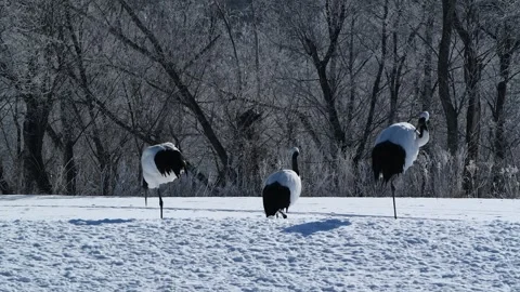 Red-Crowned Cranes Dancing in Snowy Hokkaido Landscape Stock-Footage 311235314