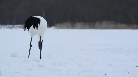 Red-Crowned Cranes Dancing in Snowy Hokkaido Landscape Stock-Footage 311235345