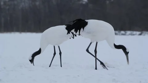 Red-Crowned Cranes Dancing in Snowy Hokkaido Landscape Stock-Footage 311235479